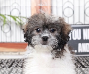 Zuchon Puppy for Sale in NAPLES, Florida USA