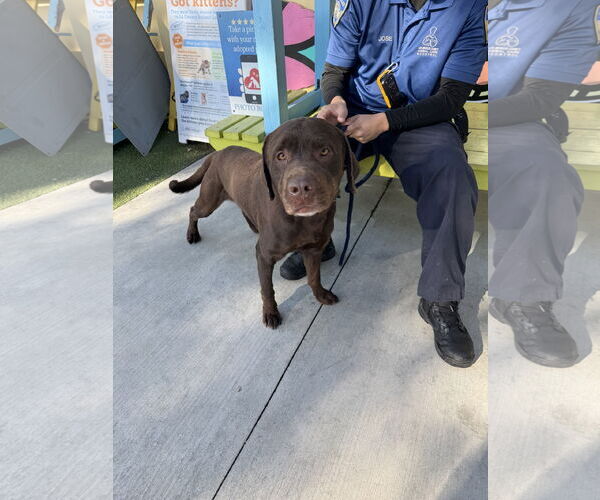 Medium Photo #4 Labrador Retriever-Unknown Mix Puppy For Sale in San Diego, CA, USA