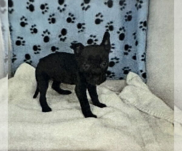 Medium Photo #2 Boston Huahua Puppy For Sale in Sanford, FL, USA