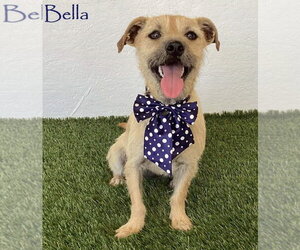 Bella - Female Norfolk Terrier-Unknown Mix Dog for Adoption - Photo #2