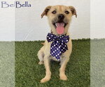 Small Photo #2 Norfolk Terrier-Unknown Mix Puppy For Sale in San Diego, CA, USA