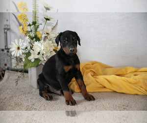 Medium Doberman Pinscher