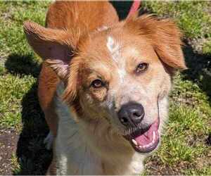 Australian Shepherd-English Shepherd Mix Dogs for adoption in Anniston, AL, USA