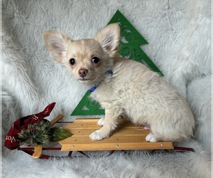 Chihuahua Puppy for sale in NEWVILLE, PA, USA