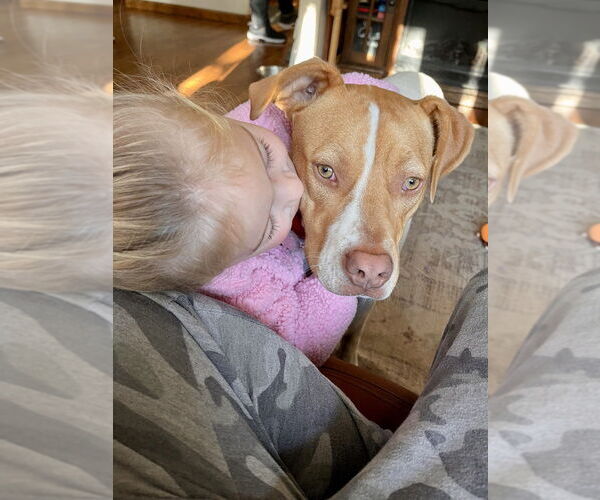 Medium Photo #62 American Pit Bull Terrier-Unknown Mix Puppy For Sale in Brewster, NY, USA