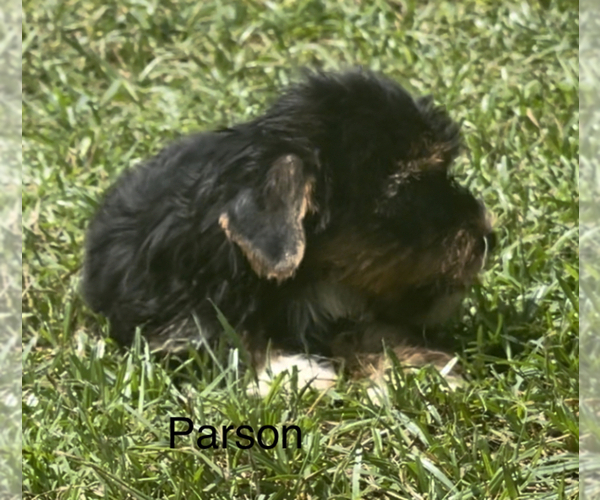 Medium Photo #2 Yorkshire Terrier Puppy For Sale in AZLE, TX, USA