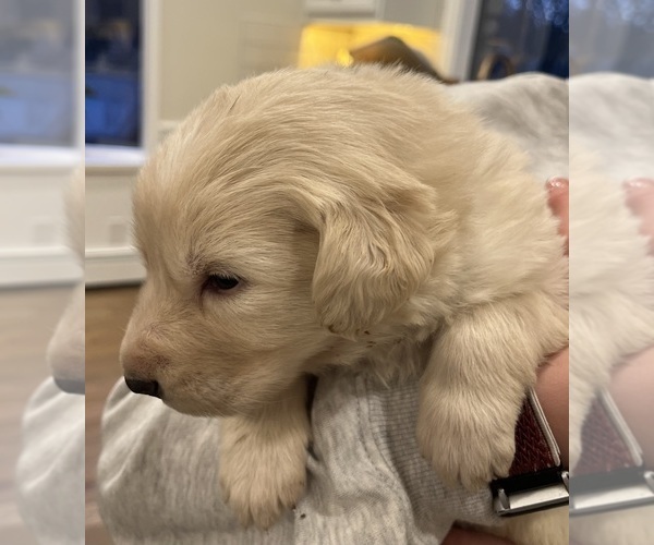 Medium Photo #1 Maremma Sheepdog Puppy For Sale in LECOMPTON, KS, USA