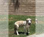 Small #18 Great Dane