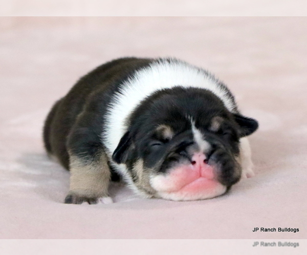 Medium Photo #4 Bulldog Puppy For Sale in WINNSBORO, TX, USA