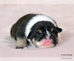 Small #3 Bulldog