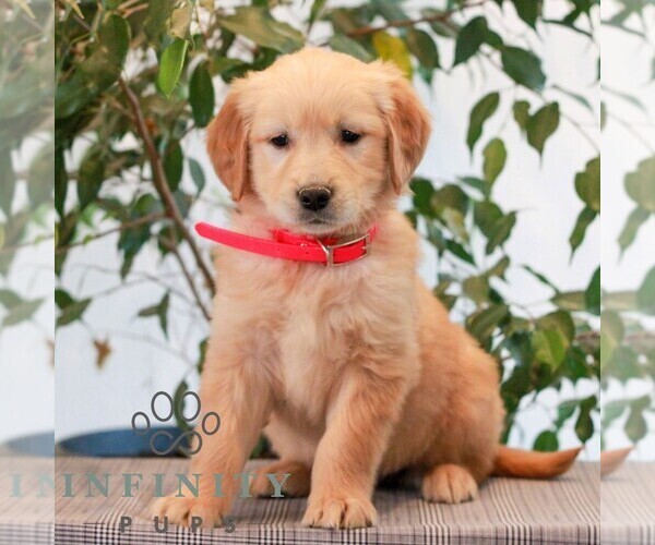 Medium Photo #1 Golden Retriever Puppy For Sale in LITITZ, PA, USA