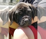 Small Photo #42 Mastiff Puppy For Sale in FULTON, NY, USA