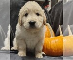 Puppy Red boy Golden Retriever