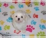Small Photo #6 Maltese Puppy For Sale in ORO VALLEY, AZ, USA