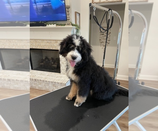 Medium Photo #2 Bernedoodle-Bernese Mountain Dog Mix Puppy For Sale in CANTON, GA, USA