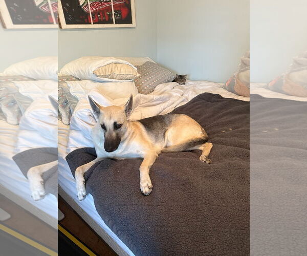 Medium Photo #2 German Shepherd Dog-Unknown Mix Puppy For Sale in La Grange , NC, USA