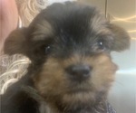Small Photo #18 Yorkshire Terrier Puppy For Sale in W WARWICK, RI, USA