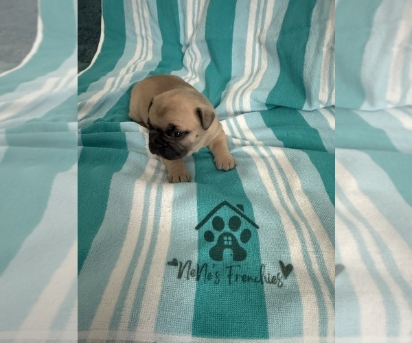 Medium Photo #14 French Bulldog Puppy For Sale in OPP, AL, USA