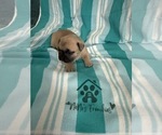 Small #13 French Bulldog