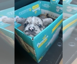 French Bulldog Puppy for sale in SAN DIEGO, CA, USA