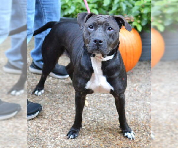 Medium Photo #4 American Pit Bull Terrier-Unknown Mix Puppy For Sale in Germanton, TN, USA