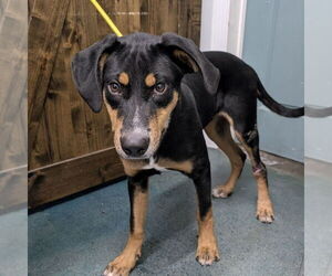 Doberman Pinscher Dogs for adoption in Chico, CA, USA