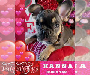 French Bulldog Puppy for sale in HEATHROW, FL, USA
