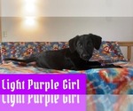 Image preview for Ad Listing. Nickname: Lt Purple Girl