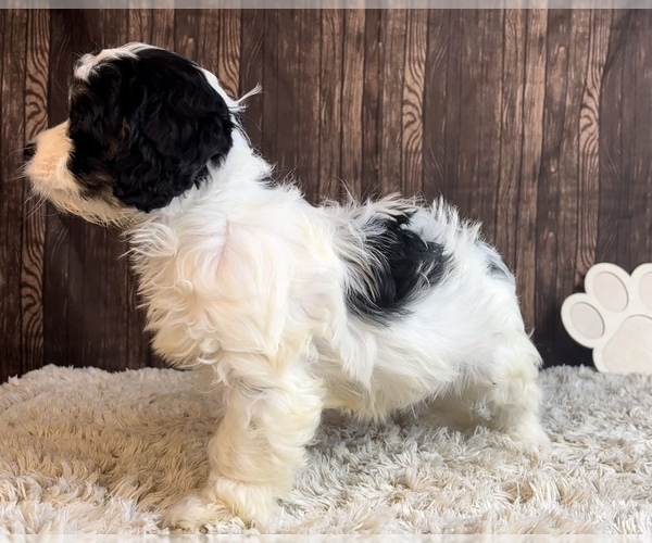 Medium Photo #3 Cavapoo Puppy For Sale in FRANKLIN, IN, USA