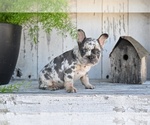Small #1 French Bulldog