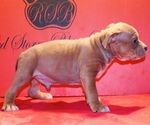 Small #2 American Bully