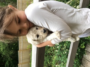 Goldendoodle-Poodle (Standard) Mix Puppy for sale in GREAT BARRINGTON, MA, USA