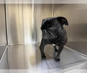 Pug Dogs for adoption in Orange, CA, USA