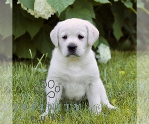 Labrador Retriever Puppy for sale in PARADISE, PA, USA