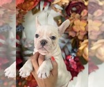 Puppy Blanca French Bulldog