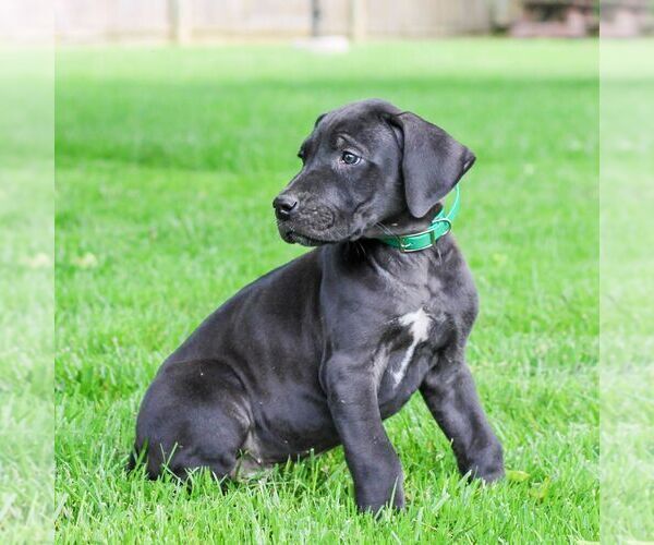 Medium Photo #5 Great Dane Puppy For Sale in LITITZ, PA, USA