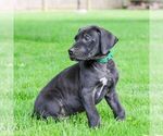Small #4 Great Dane