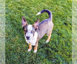 Adley Rae - Female Mutt Dog for Adoption - Photo #8