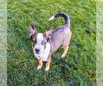 Small Photo #8 Mutt Puppy For Sale in Sandy, UT, USA