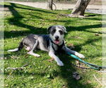 Small #3 Mutt