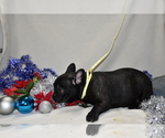 Small Photo #3 French Bulldog Puppy For Sale in ROSEVILLE, IL, USA