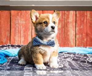Pembroke Welsh Corgi Puppy for sale in WAKARUSA, IN, USA