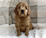 Puppy Luka Goldendoodle (Miniature)