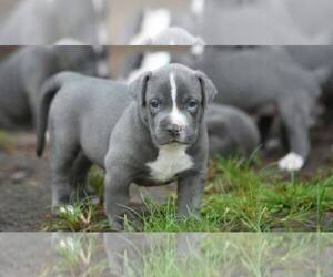 American Pit Bull Terrier Puppy for sale in MANHATTAN, NY, USA