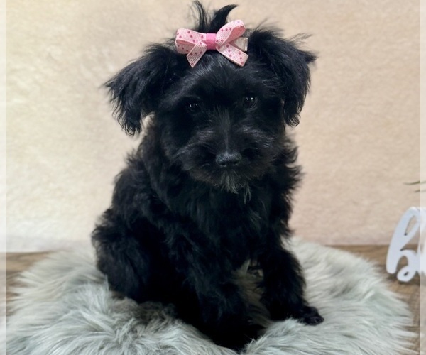 Medium Photo #7 YorkiePoo Puppy For Sale in NAPPANEE, IN, USA