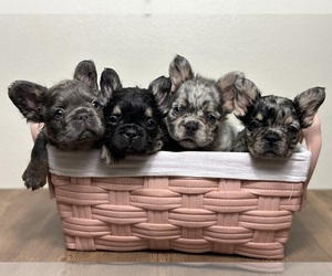 French Bulldog Puppy for Sale in LOS ANGELES, California USA