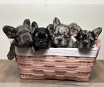 Image preview for Ad Listing. Nickname: Litter of 5