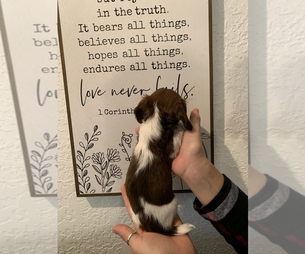 Medium Photo #19 Dachshund Puppy For Sale in HONDO, TX, USA