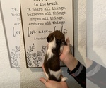 Small Photo #19 Dachshund Puppy For Sale in HONDO, TX, USA