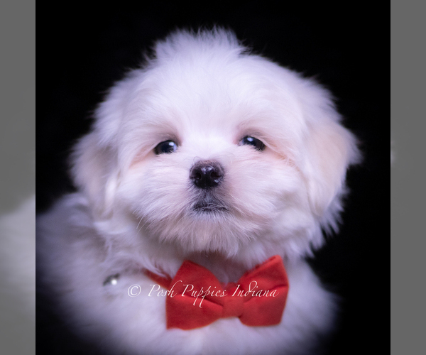 Medium Photo #3 Maltese Puppy For Sale in WARSAW, IN, USA